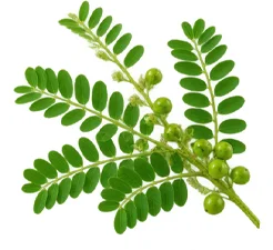 Bitter phyllanthus extract in Phytolactin