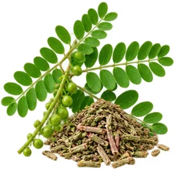 Bitter phyllanthus extract in Phytolactin