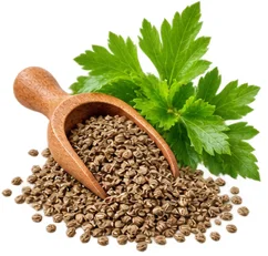 Celery seed extract in Phytolactin