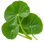 Centella asiatica leaf extract in Phytolactin