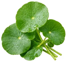Centella asiatica leaf extract in Phytolactin
