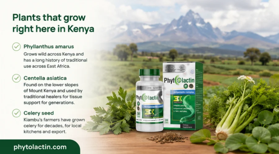 Phyllanthus amarus and Centella asiatica, plants that grow wild in Kenya